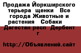 Продажа Йоркширского терьера, щенки - Все города Животные и растения » Собаки   . Дагестан респ.,Дербент г.